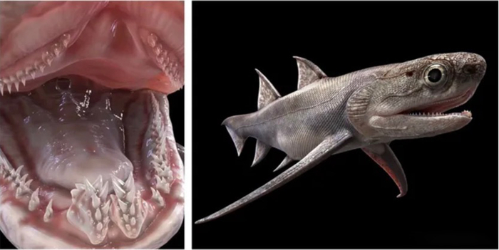 双列黔齿鱼。图片来源：拟石科技