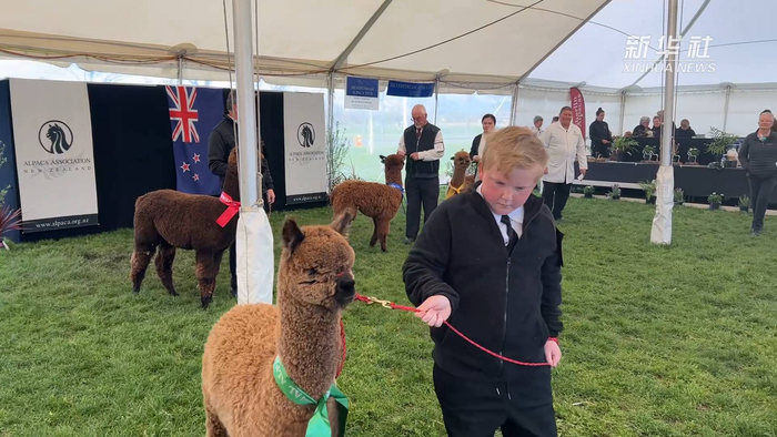 呆萌可爱新西兰举行全国羊驼展