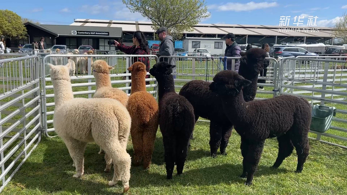 呆萌可爱新西兰举行全国羊驼展