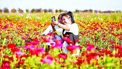 辽宁省辽河文化旅游景区，花海醉游人。新华社发