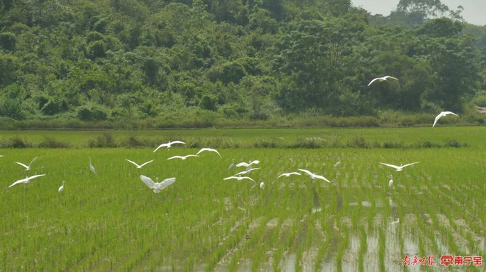 青秀区长塘镇的中国-东盟稻作文化园经常可以看到成群的白鹭