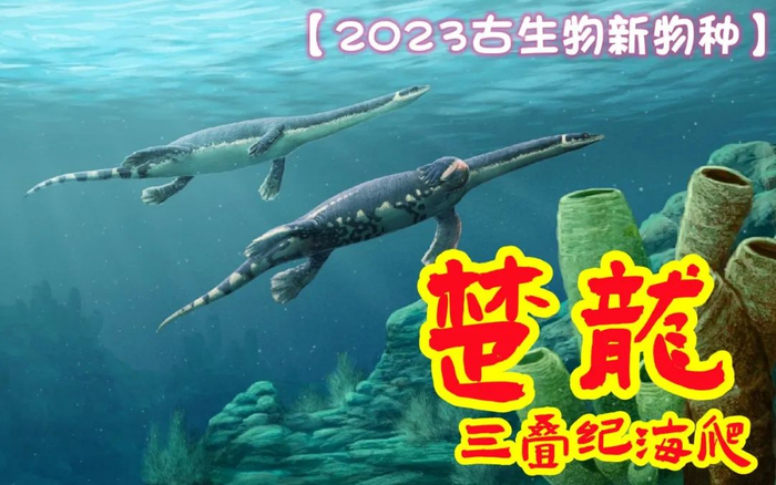 【2023古生物新物种】中国新肿肋龙类——襄阳楚龙|化石|襄阳市|中国