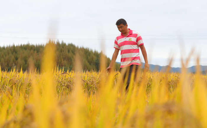 　　在辽宁省抚顺市新宾满族自治县新宾镇的水稻田里，农民丁辉查看水稻成熟情况（2023年9月25日摄）。新华社记者 杨青 摄