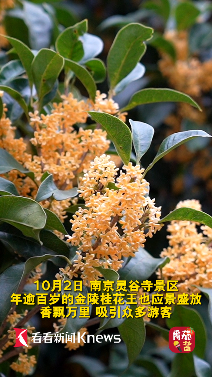 中山陵景区|桂花|灵谷寺景区_新浪新闻