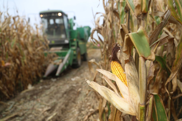 　　在辽宁省铁岭县蔡牛镇玉米田里，农民驾驶农机收割玉米（2023年9月26日摄）。新华社记者 杨青 摄