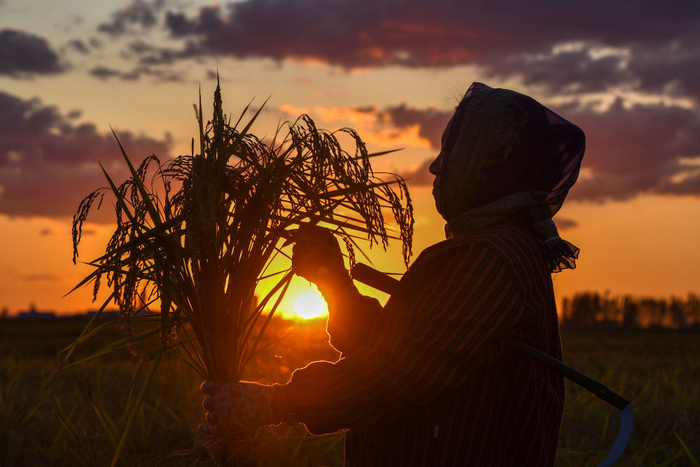 　　农民在吉林省吉林市永吉县万昌镇花家村收割水稻（2023年9月12日摄）。新华社记者 张楠 摄
