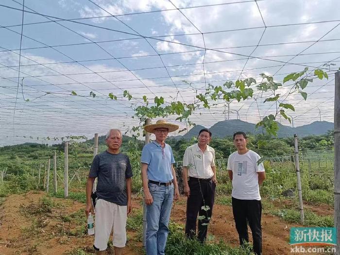 鄉村振興日記696連州星子鎮四方村又一振興種植產業落地啦