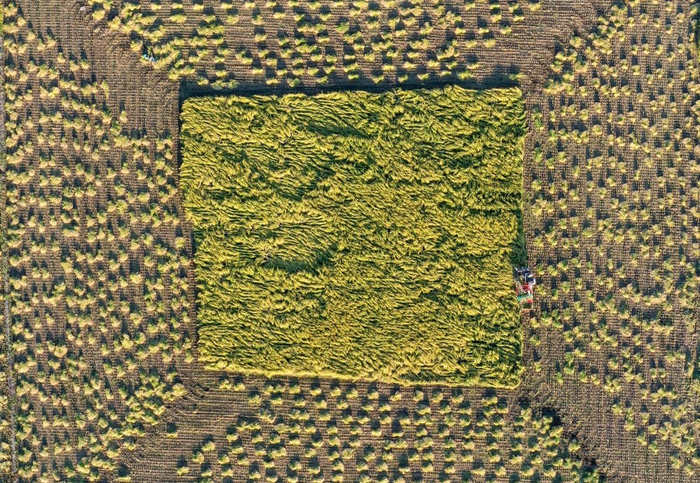 　　在吉林省舒兰市平安镇金星村，农民驾驶农机收割水稻（2023年9月21日摄，无人机照片）。新华社记者 张楠 摄