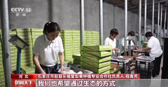 脆如菱" 河北赵县古树雪花梨喜获丰收|刘畅|赵县|雪花梨_新浪新闻