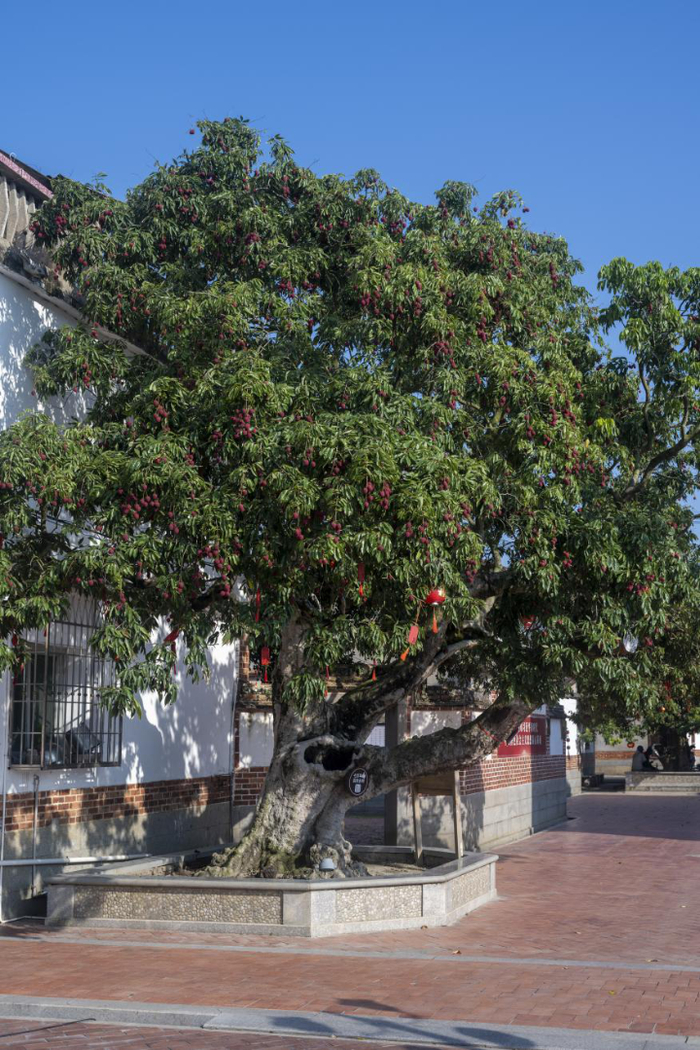 "这棵古荔枝树叫贡品荔,是双福村现存古荔枝树