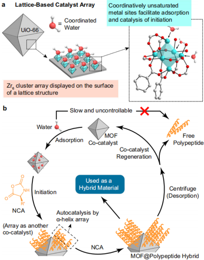 图丨 MOF 表面金属簇-引发剂阵列引起接近诱导加速的 NCA 多肽聚合（来源：Nature Communications）