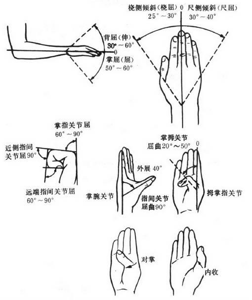 腕关节尺偏桡偏图片