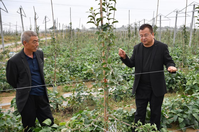 　　在宜川县云岩镇北赤村完成新品种改造的苹果园内，县农业部门的技术干部在为果农讲解生产注意事项（9月27日摄）。