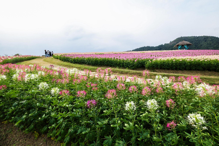 杭州余杭千亩花海迎游人