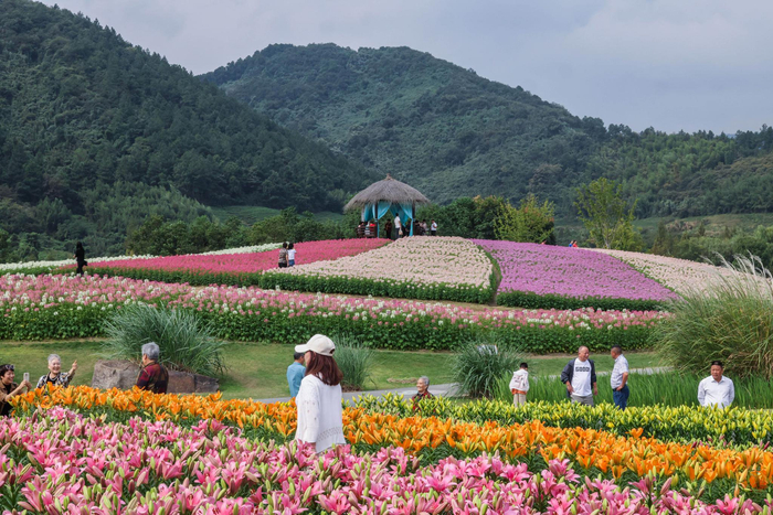 杭州余杭千亩花海迎游人