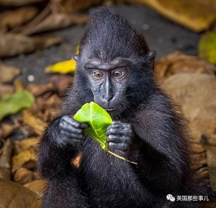 今年的搞笑动物摄影大赛