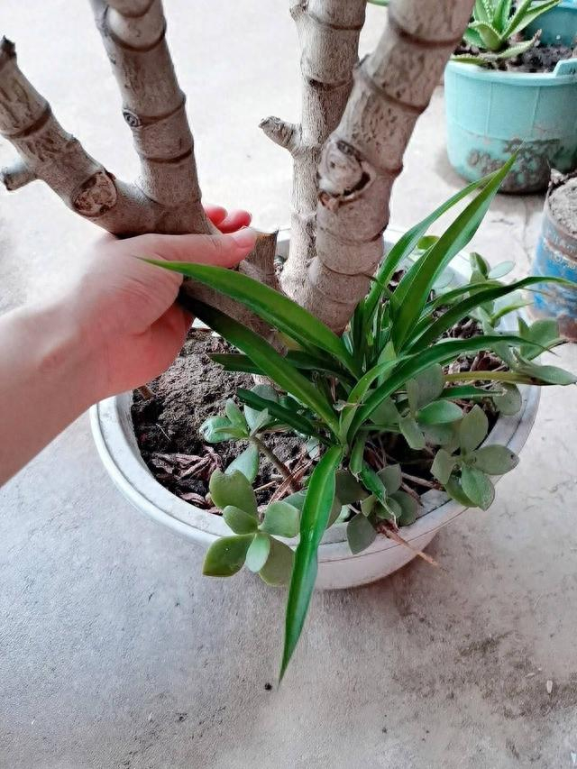 玉树过冬怎么养?