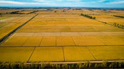 洪河农场稻田如画(央广网发 崔杰 摄)