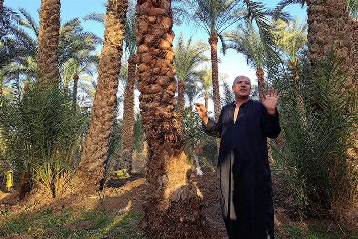 因热浪和缺水，开罗南部代赫舒尔