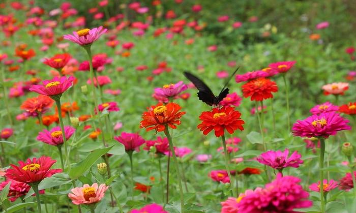 茶陵花海乡村旅游引客来|花海|乡村旅游_新浪新闻