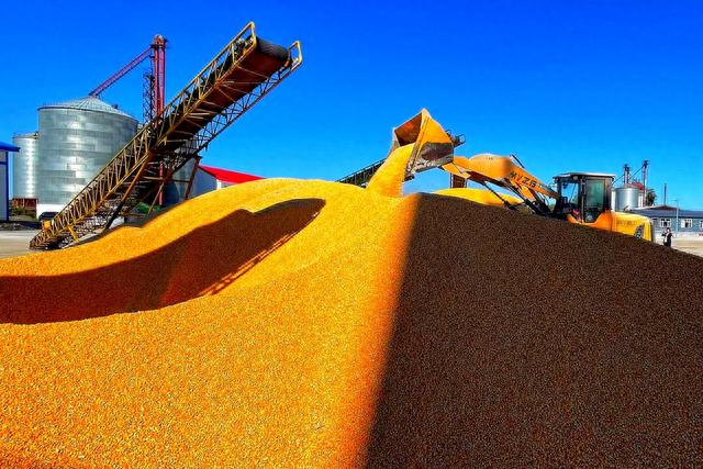 五九七农场对收获的粮食加快晾晒,确保颗粒归仓(央广网发 吴永江 摄)