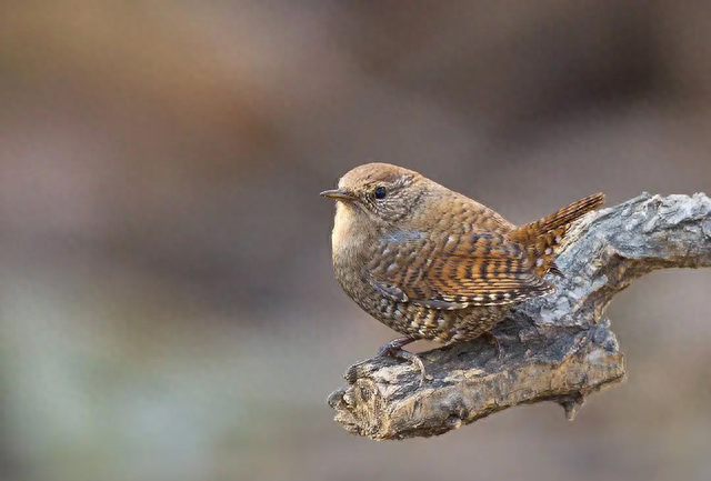 城市边缘的生存密码揭秘：被隐藏的女性电话号码背后故事