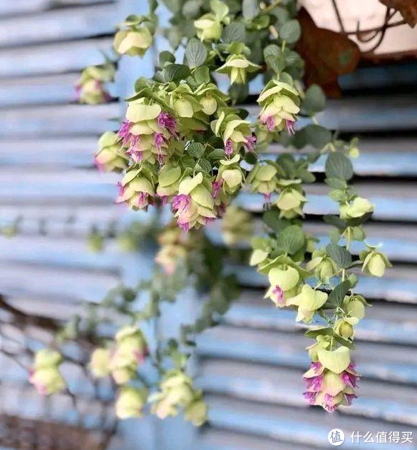 蓝妖牛至折纸画的栽培方法及注意事项养好了非常好看