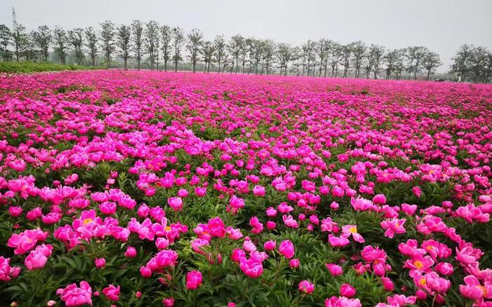 白芍花的样子图片