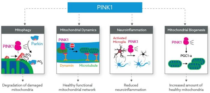 ▲PINK1是维持健康线粒体系统的关键（图片来源：Mitokinin公司官网）