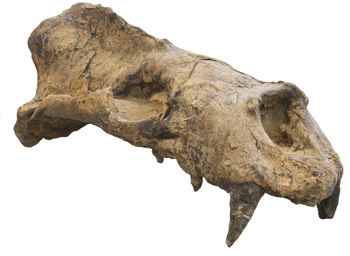 图片来自网络图注:孪海象的头部复原,图片来自网络图注:雄性南象海豹