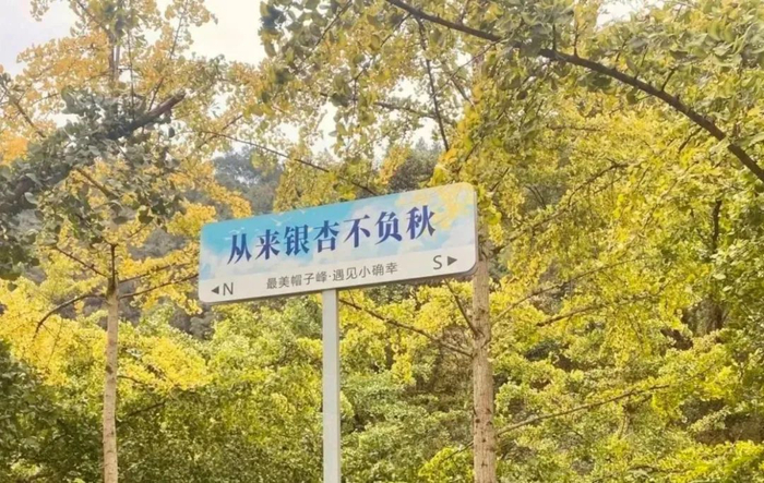 南雄帽子峰小芳坪秋天“第一抹黄”上线