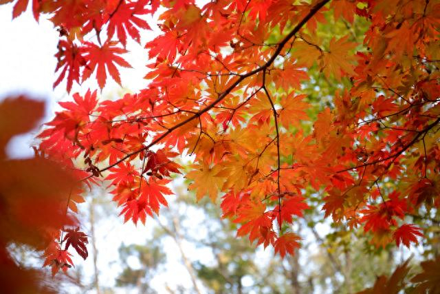 白桦,枫叶,黄檗,银杏等秋季观赏植物,给您带来一年中最出彩的秋日美景