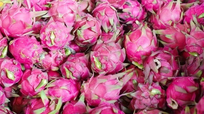 广西贵港火龙果进入产销旺季