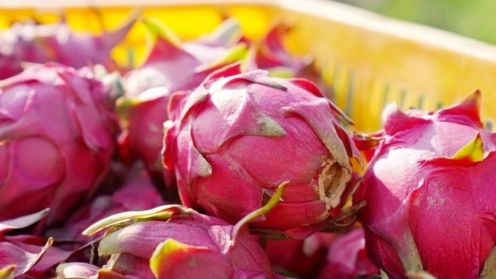 广西贵港火龙果进入产销旺季