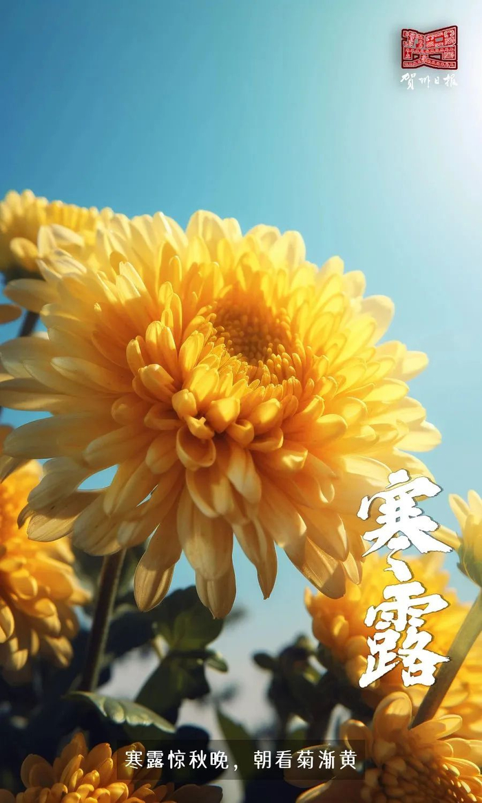 今日,寒露