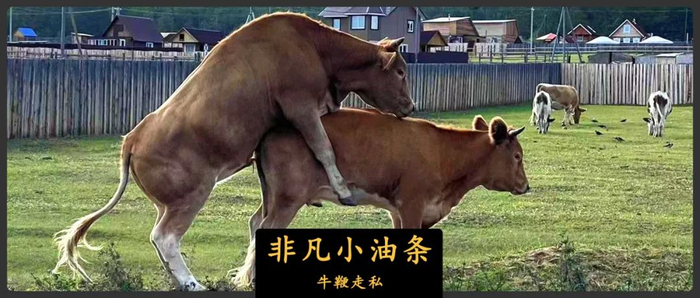 海外牛鞭走私中国,究竟有多猖獗?|中转站|牛鞭|冻品_新浪新闻