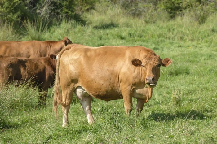 很多农产品存在国内外价格倒挂的因素,走私进来卖能更便宜,更何况检疫