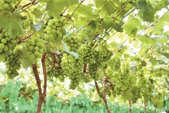 红河哈尼族彝族自治州建水县葡萄种植园，图源云南省农业农村厅