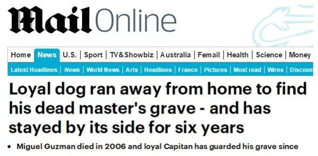 每日邮报称Capitan为“世界最忠诚的狗狗”