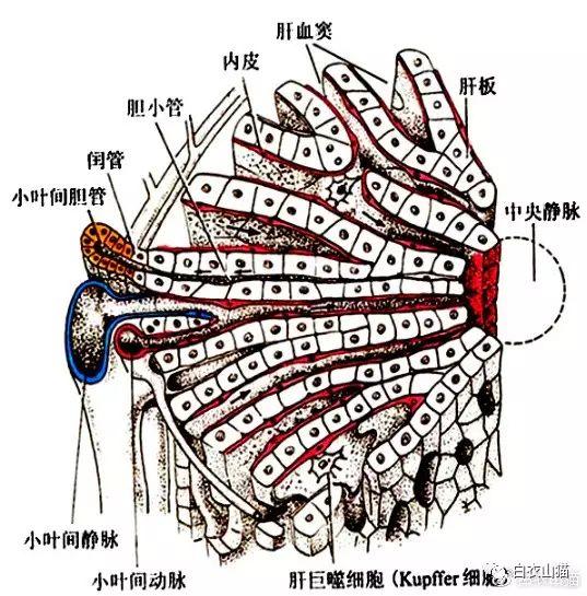 肝硬化解剖图图片