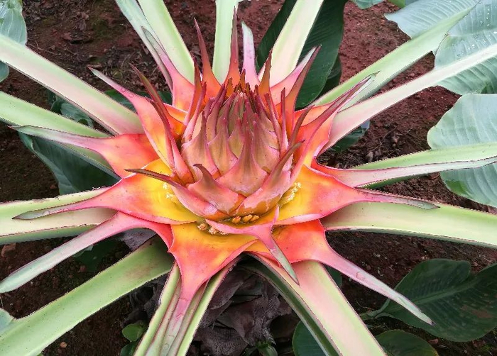 地涌金莲属"祥瑞"重点推荐的十大林草植物新品种樱属"万家红"绣球