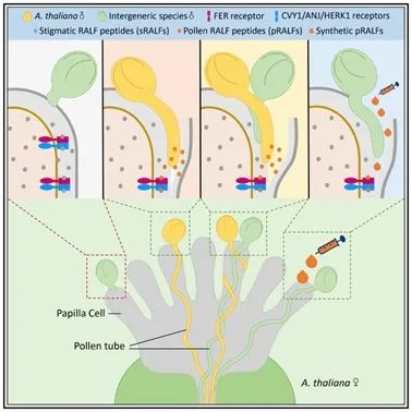 破解70年难题细胞瞿礼嘉钟声课题组揭示植物实现远缘杂交的新机制