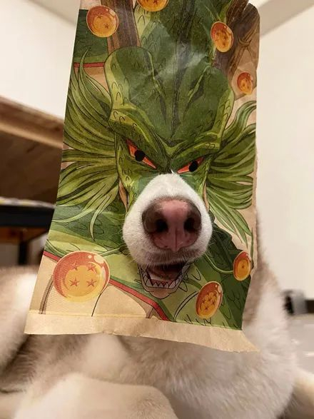 网友给二哈带上头套,下一秒画面简直不忍直视,哈哈哈!