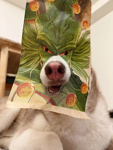 网友给二哈带上头套,下一秒画面简直不忍直视,哈哈哈!