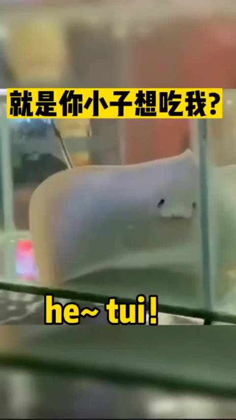 就是你小子想吃我hetui