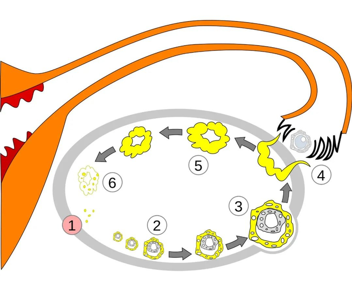 卵巢中的卵泡发育过程：1 - 卵巢；2 - 成熟卵泡；3 - 成熟卵泡；4 - 排卵；5 - 黄体；6 - 退化黄体。图片来源：维基百科