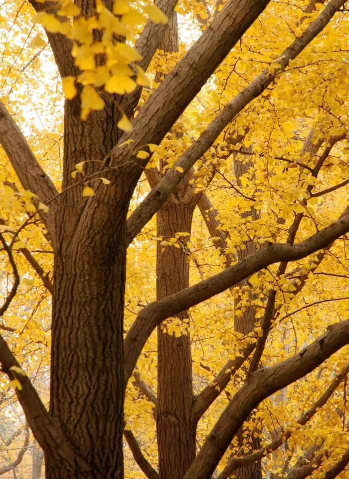 15个北京赏秋地儿,即将美成仙境:银杏金黄,枫叶如火~最后2个少有人知,