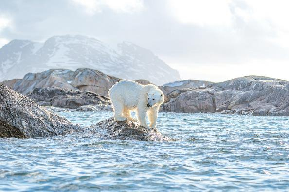             南极企鹅和北极熊同样面临生存困境  图GJ          