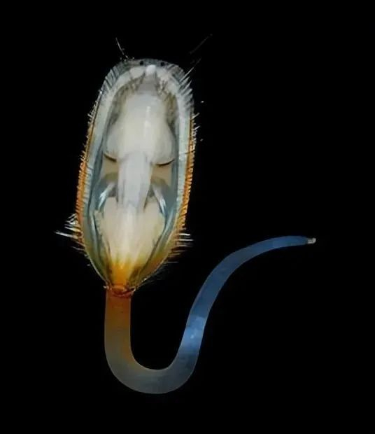 现存的典型腹足纲动物——海豆芽,也即舌形贝(lingula):由于很像软体