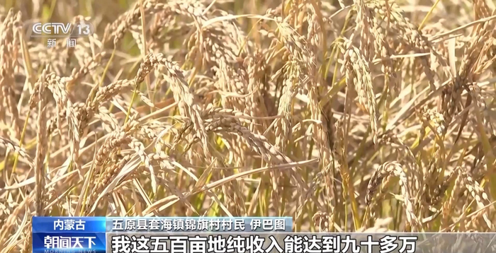 五原县套海镇锦旗村村民 伊巴图：我们今年这个种稻子又丰收了，这五百亩地纯收入能达到九十多万。